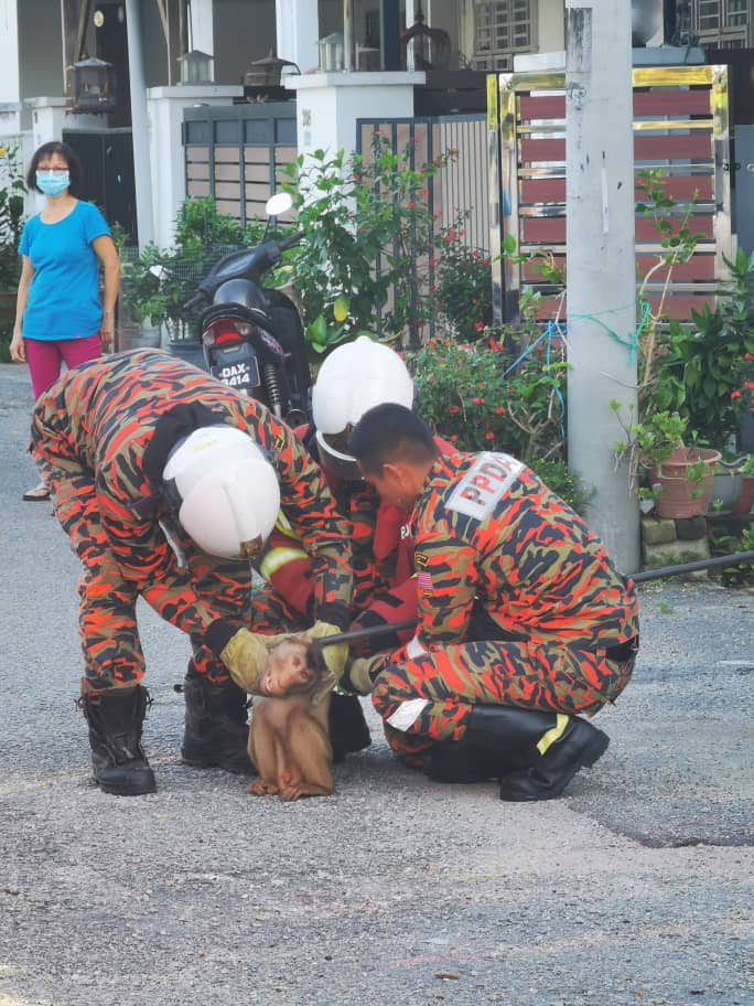 东:一野猴大闹住宅区2日,被消拯员捕捉。