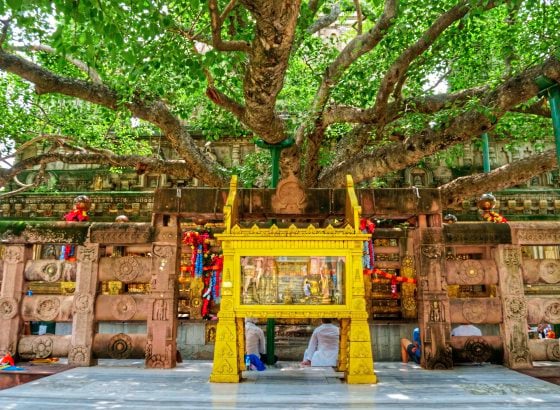 【印度】菩提伽耶,释迦牟尼悟道成佛之地