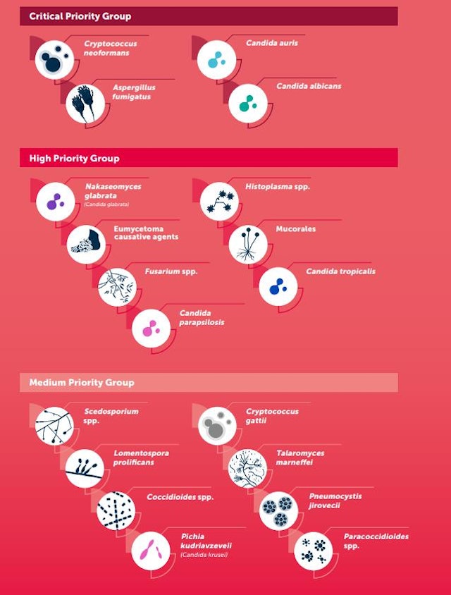世卫称致命真菌威胁全球人类健康 这4物种威胁级别最高