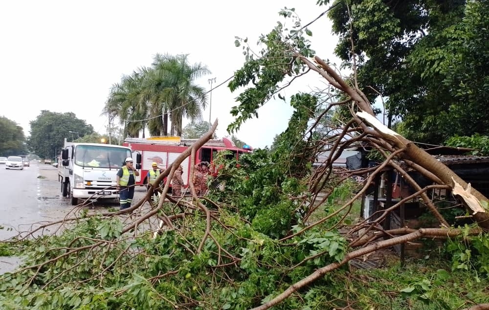 东:昨天傍晚下起暴风雨,文德甲加叻路五英里道路旁多处大树被狂风吹倒,一度造成道路被堵。