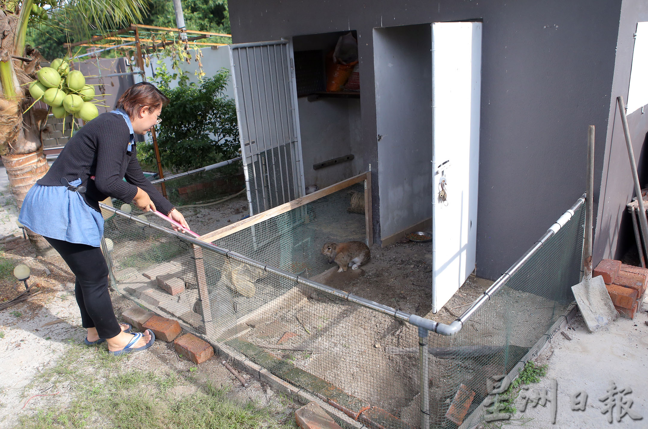 大霹雳封底主文／【我家萌宠】／软萌垂耳兔活蹦乱跳 俘虏梁慧芬欢心