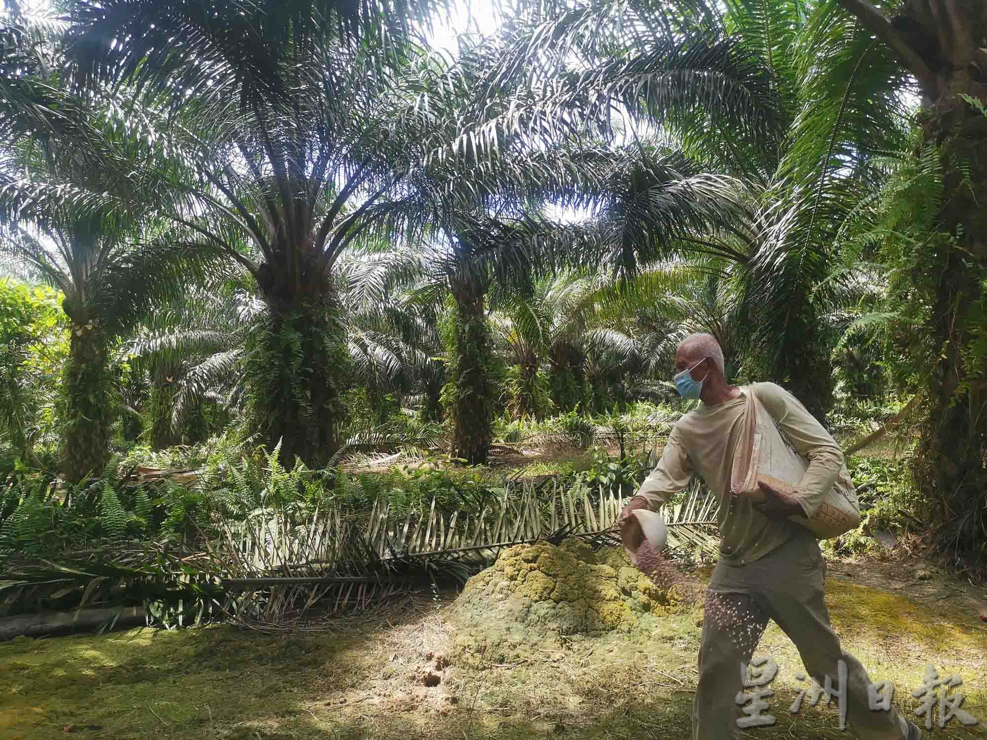 大霹雳时事焦点/棕果价下跌逾半收入锐减 小园主近无利可图