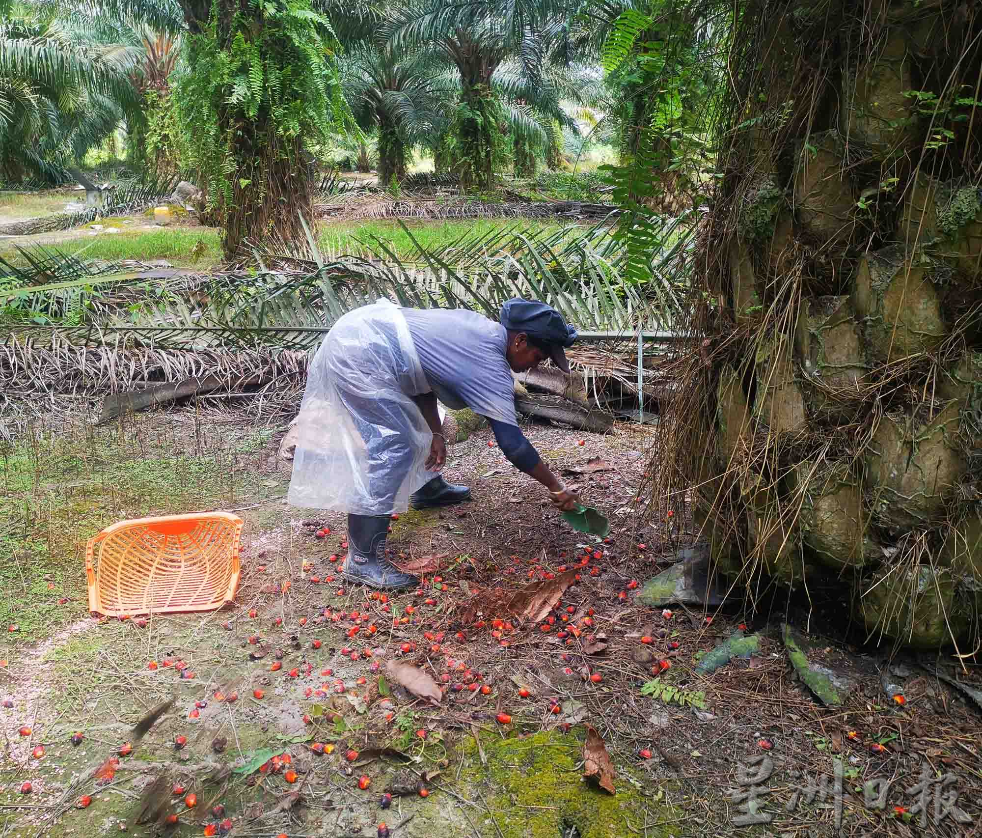 大霹雳时事焦点/棕果价下跌逾半收入锐减 小园主近无利可图