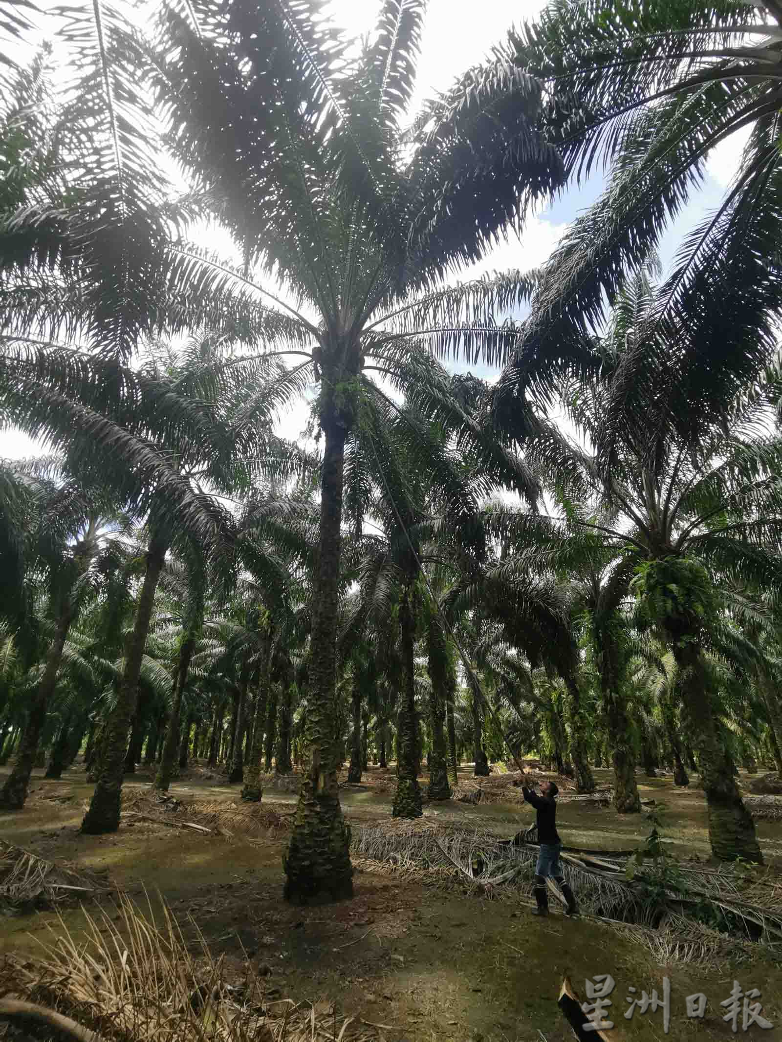 大霹雳时事焦点/棕果价下跌逾半收入锐减 小园主近无利可图