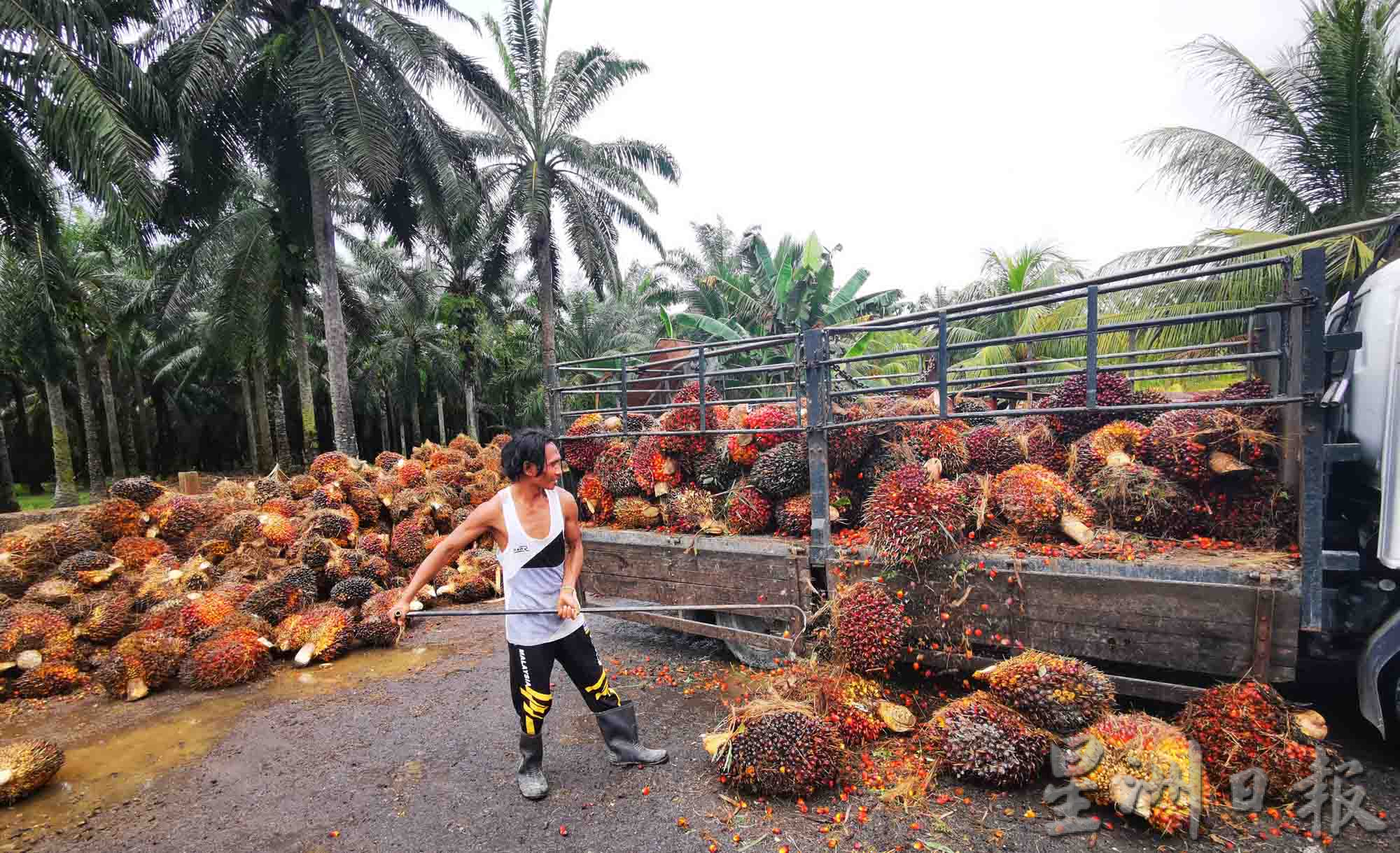 大霹雳时事焦点/棕果价下跌逾半收入锐减 小园主近无利可图
