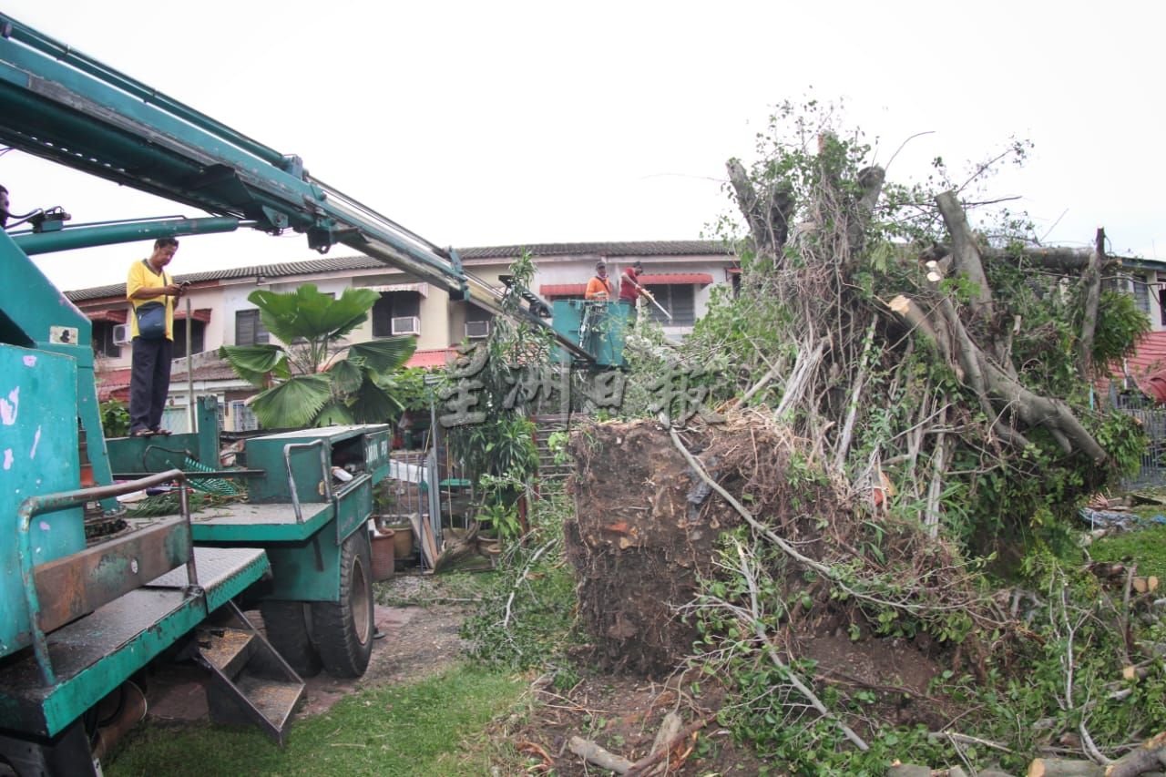 强风吹袭巴占百合花园 大树倒下压毁凉蓬篱笆