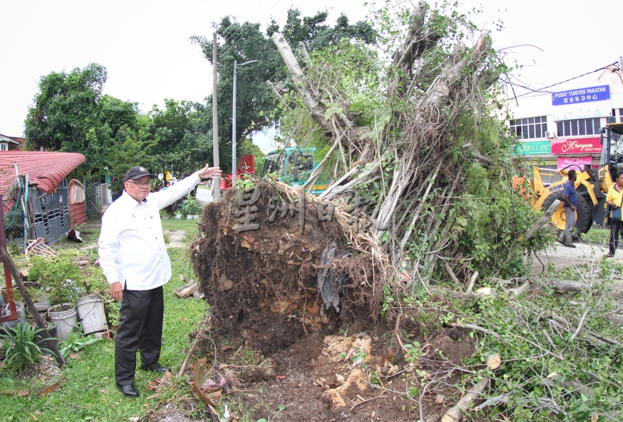 强风吹袭巴占百合花园 大树倒下压毁凉蓬篱笆