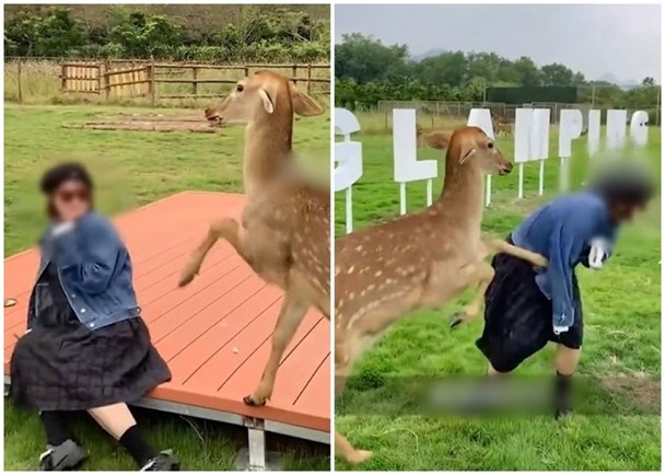 拚图)网传梅花鹿脚踢游客　园方澄清：只是嬉闹