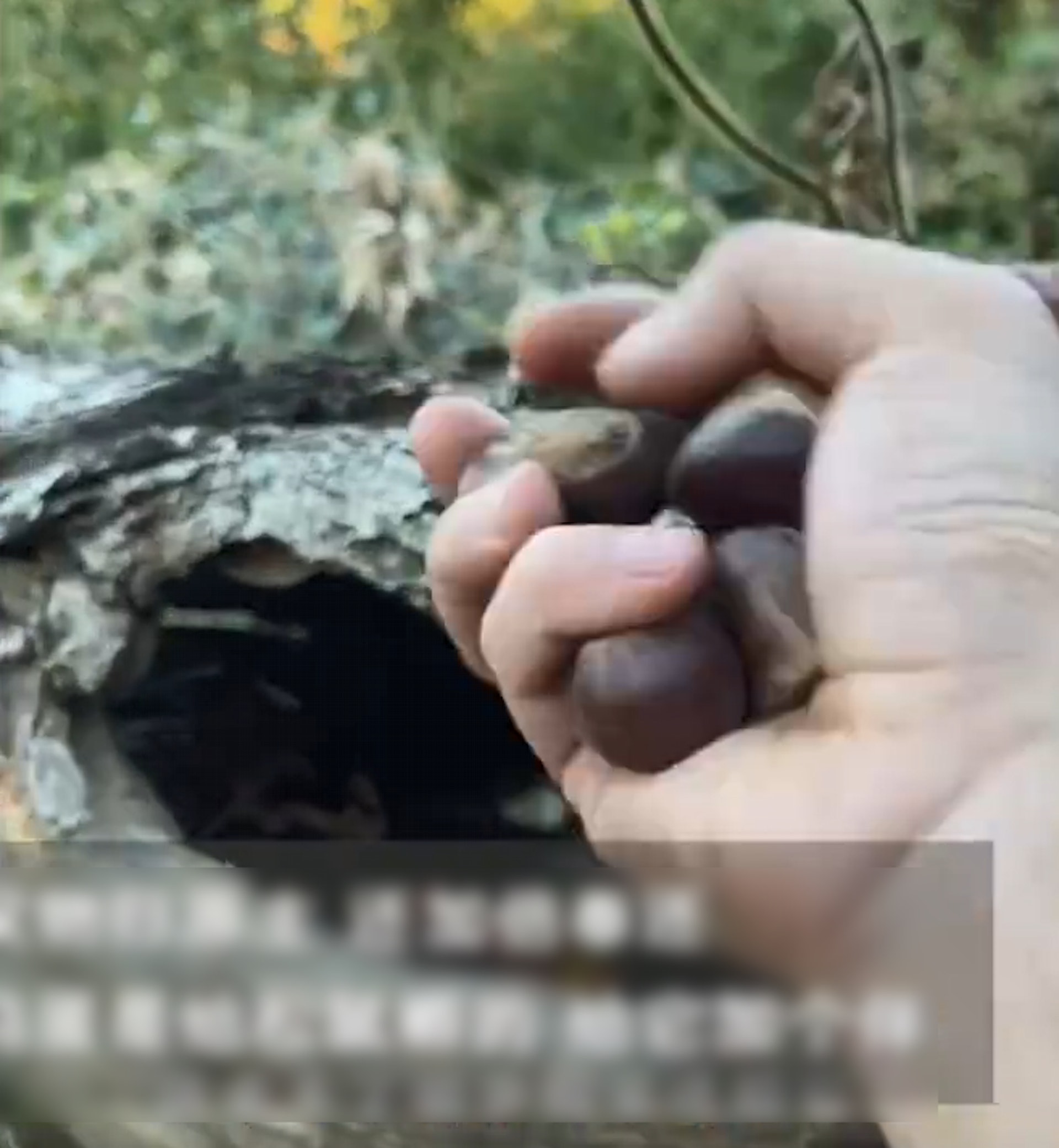 拚图)误吃松鼠过冬储粮!行山拎树洞栗子吃 男子加倍奉还