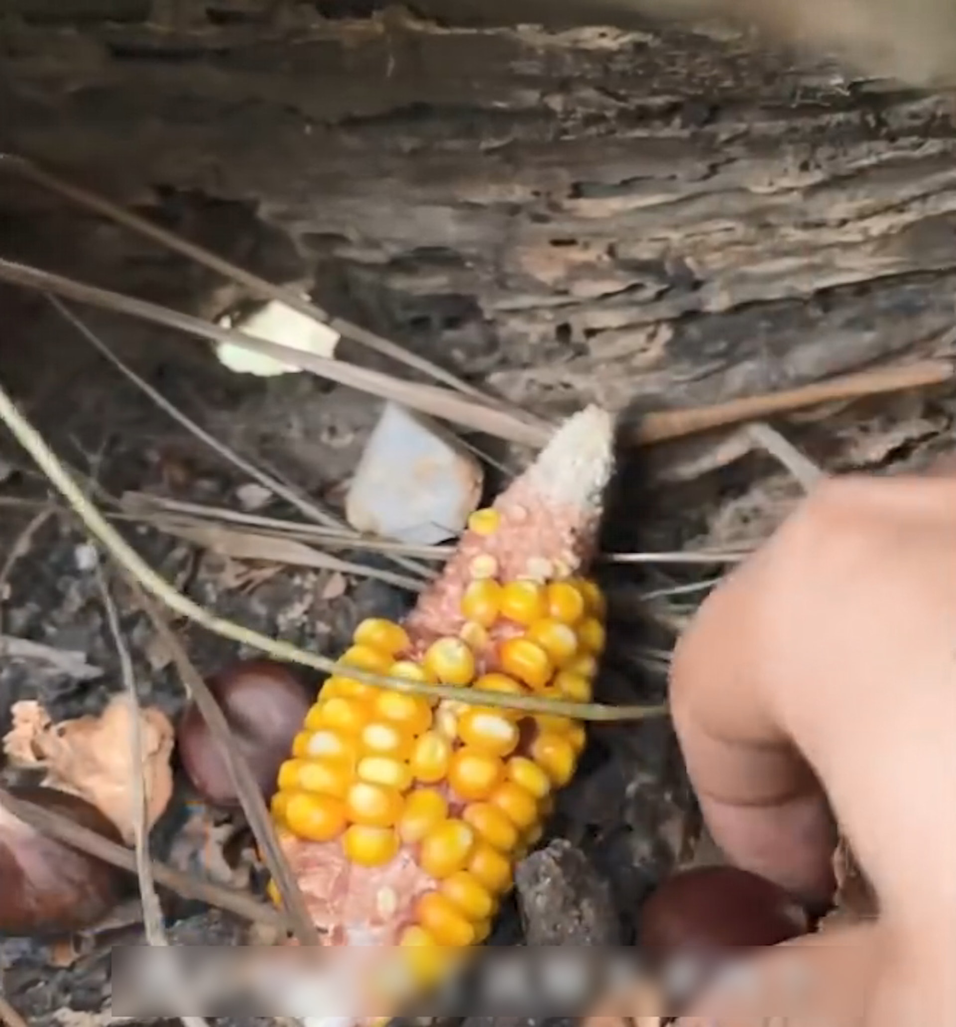 拚图)误吃松鼠过冬储粮!行山拎树洞栗子吃 男子加倍奉还