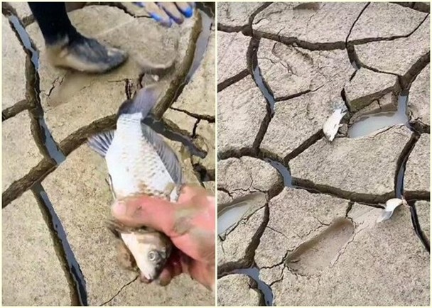 拚图／鄱阳湖乾旱鱼大量搁浅 村民捡走2.5万公斤
