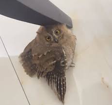 拼盘／受伤猫头鹰见人靠近即装死