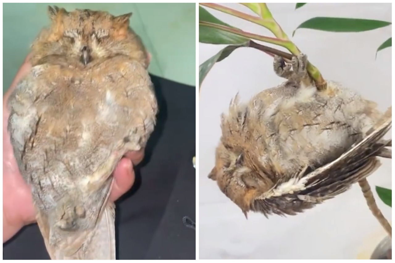 拼盘／受伤猫头鹰见人靠近即装死