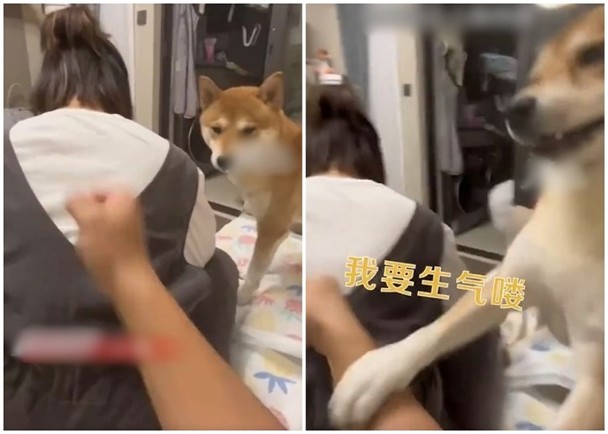 拼盘/男子给妻子捶背按摩 柴犬以为家暴出爪制止