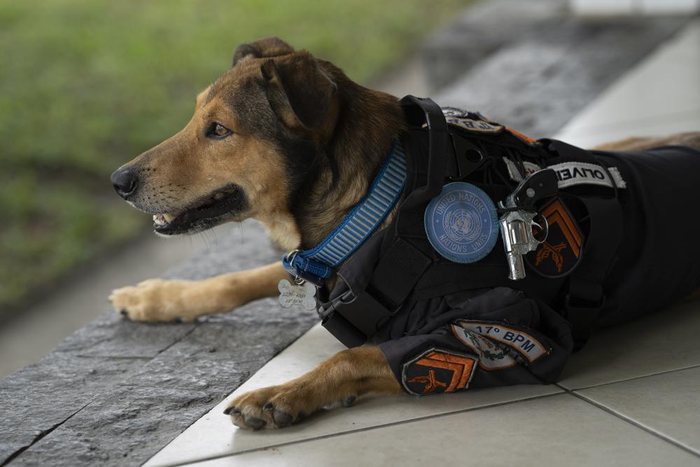 拼盘/穿制服佩枪坐警车 流浪狗变警署吉祥物