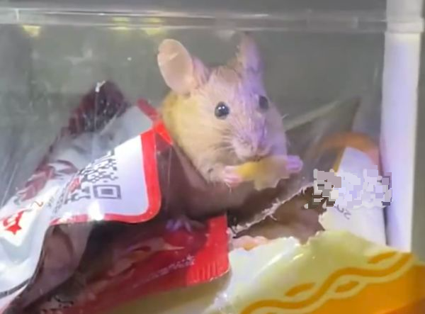 拼盘/老鼠钻进贩卖机 自行拆开包装“爽爽享用美食”