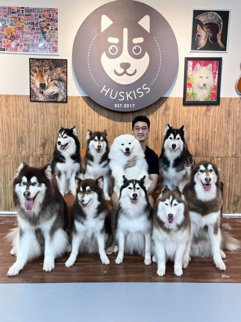 独家|哈士奇性格温和不乱咬人  训犬师：“焦虑才发动攻击”