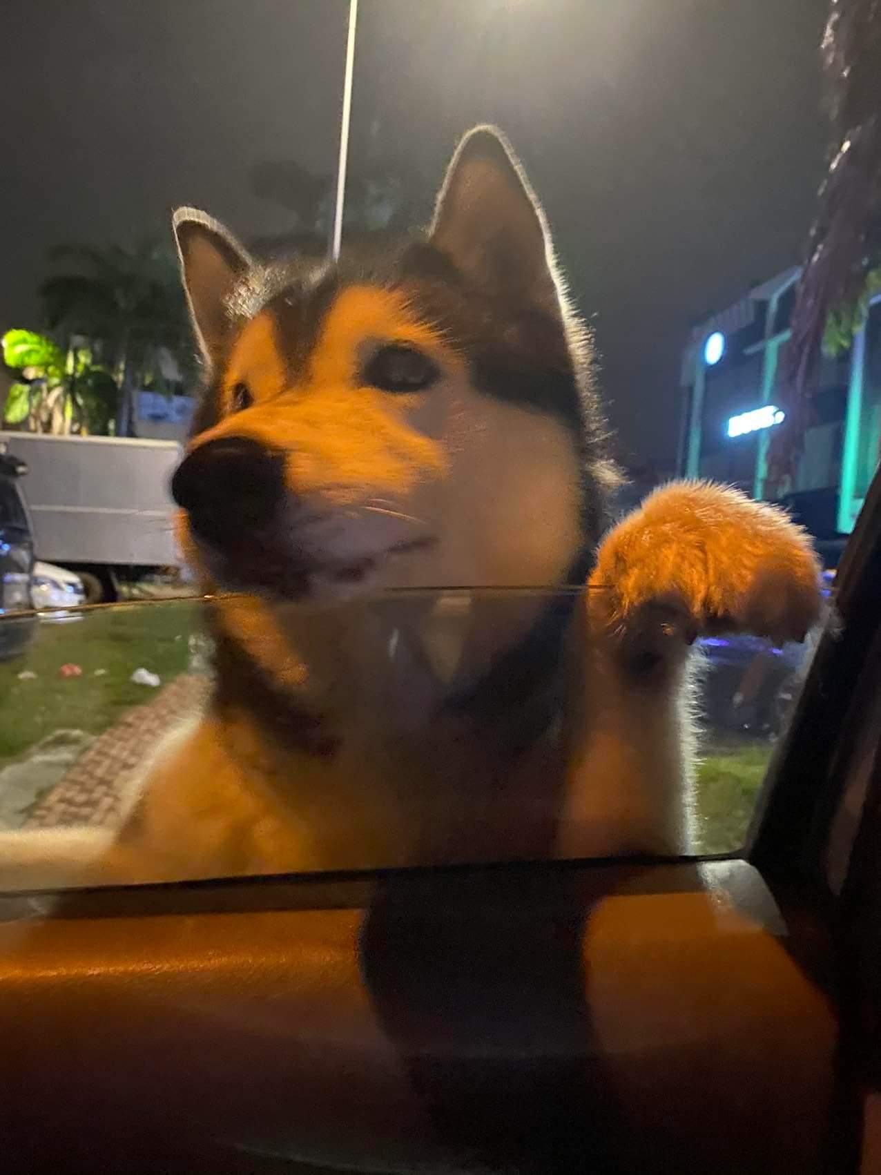 独家|哈士奇性格温和不乱咬人  训犬师：“焦虑才发动攻击”