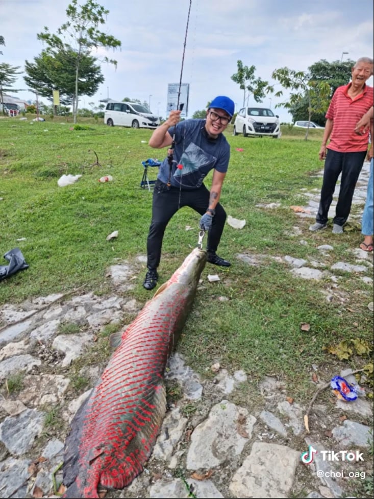 视频|搏斗逾1小时 男子钓起近2公尺巨骨舌鱼