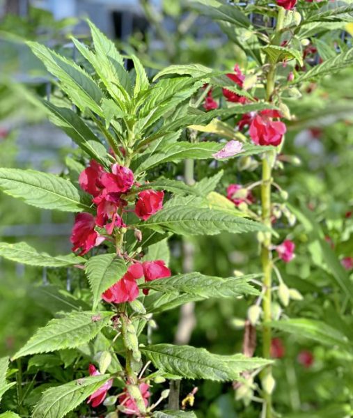 郑锦华／一花一世记