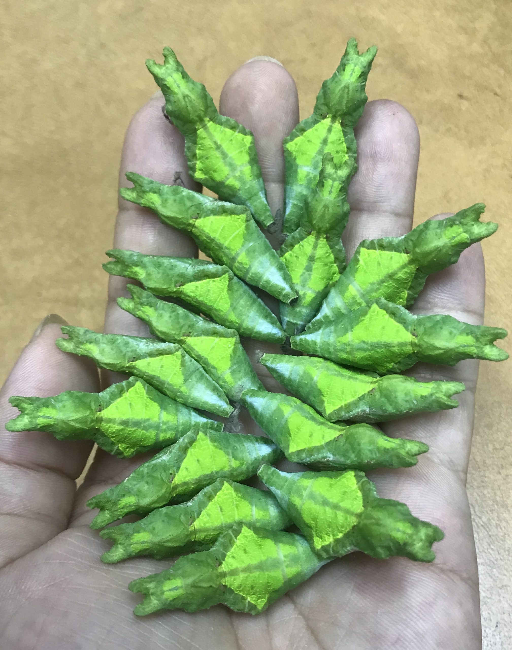 （古城封底主文）乐活-夫妻档靠“蝴蝶蛹”领养计划撑过行管令