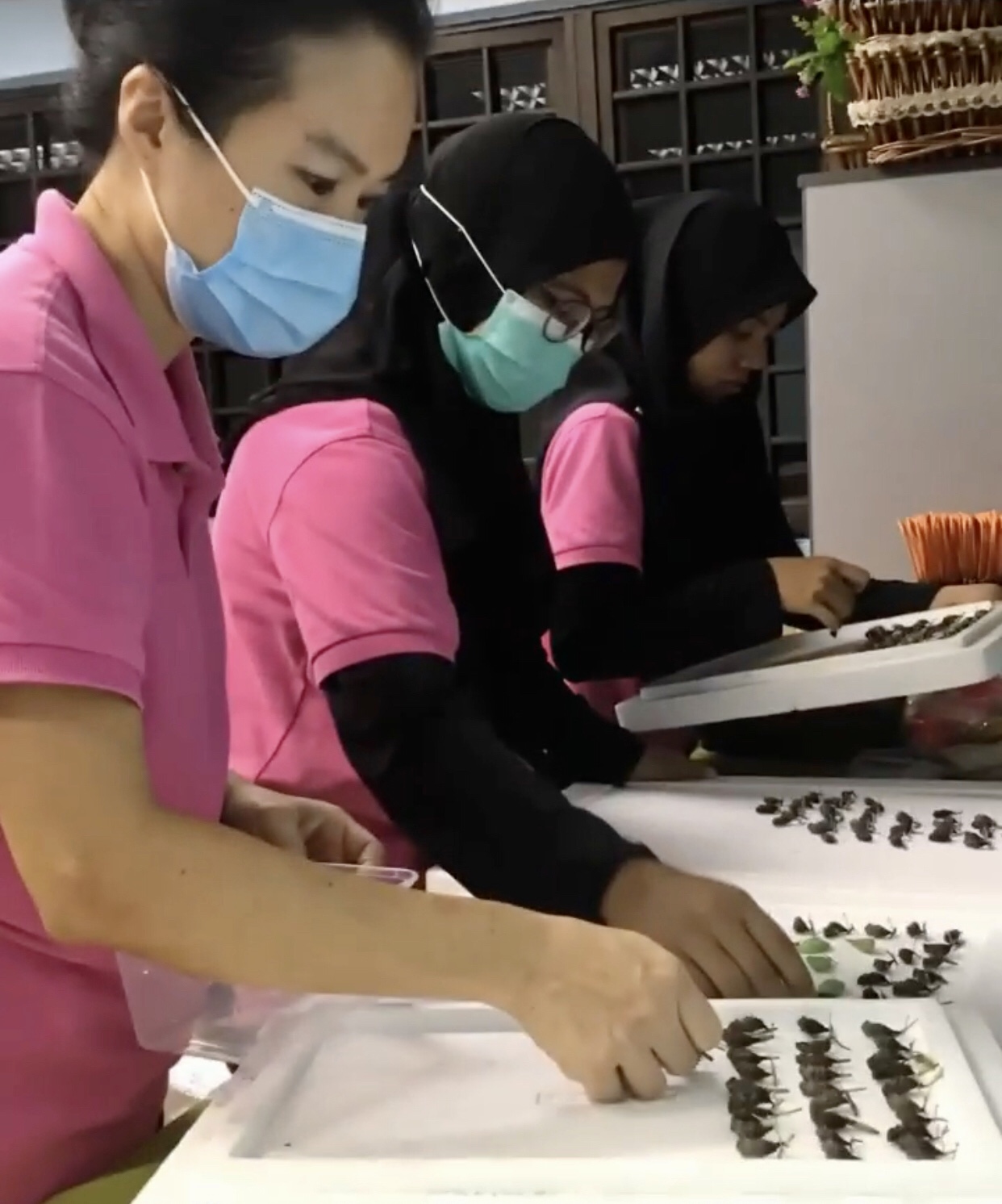 （古城封底主文）乐活-夫妻档靠“蝴蝶蛹”领养计划撑过行管令