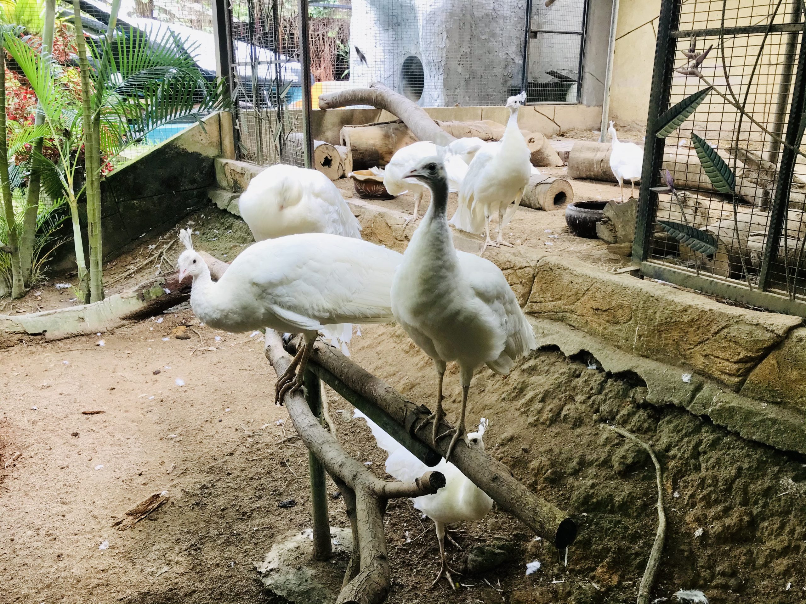 （古城封底主文）乐活-夫妻档靠“蝴蝶蛹”领养计划撑过行管令