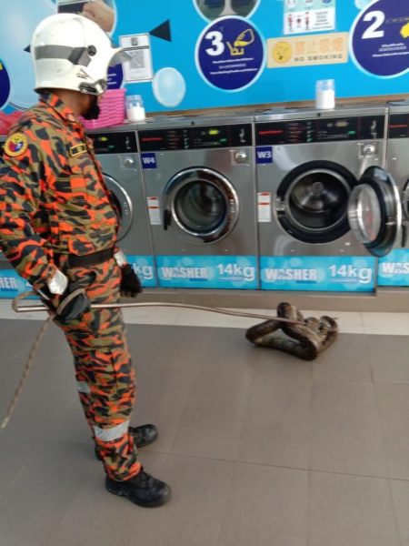 6尺长蟒蛇藏洗衣机,民众自助洗衣惊魂