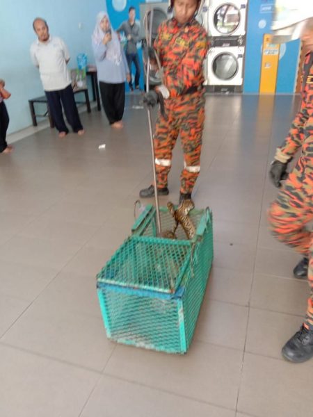 6尺长蟒蛇藏洗衣机,民众自助洗衣惊魂