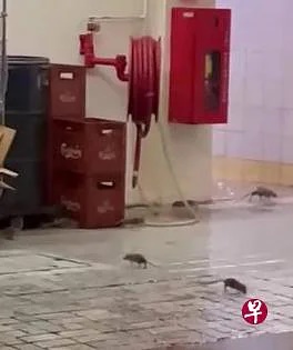 (已签发)柔:狮城二三事:义顺咖啡店现鼠踪 食品局:调查中