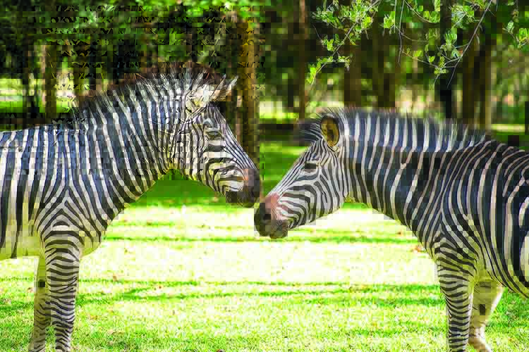 NS图探花城／黄思华非洲纪行：林深难觅阳关道，兽吼风咆任我行