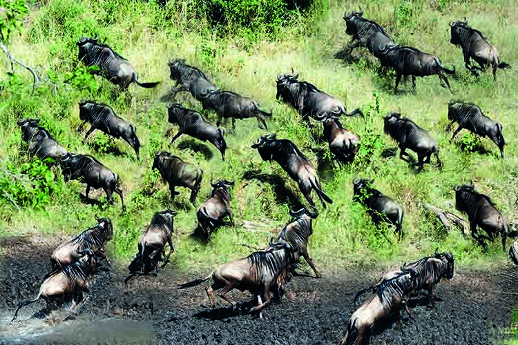 NS图探花城／黄思华非洲纪行：林深难觅阳关道，兽吼风咆任我行