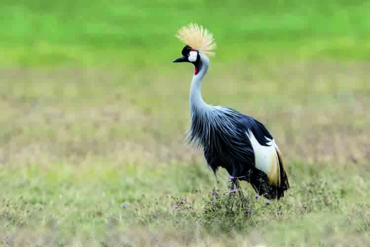 NS图探花城／黄思华非洲纪行：林深难觅阳关道，兽吼风咆任我行