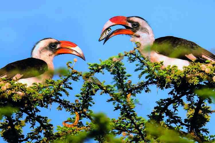 NS图探花城／黄思华非洲纪行：林深难觅阳关道，兽吼风咆任我行