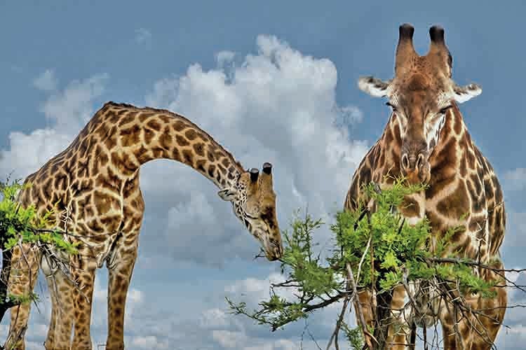 NS图探花城／黄思华非洲纪行：林深难觅阳关道，兽吼风咆任我行