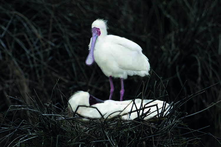 NS图探花城／黄思华非洲纪行：林深难觅阳关道，兽吼风咆任我行