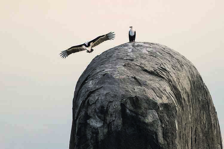 NS图探花城／黄思华非洲纪行：林深难觅阳关道，兽吼风咆任我行