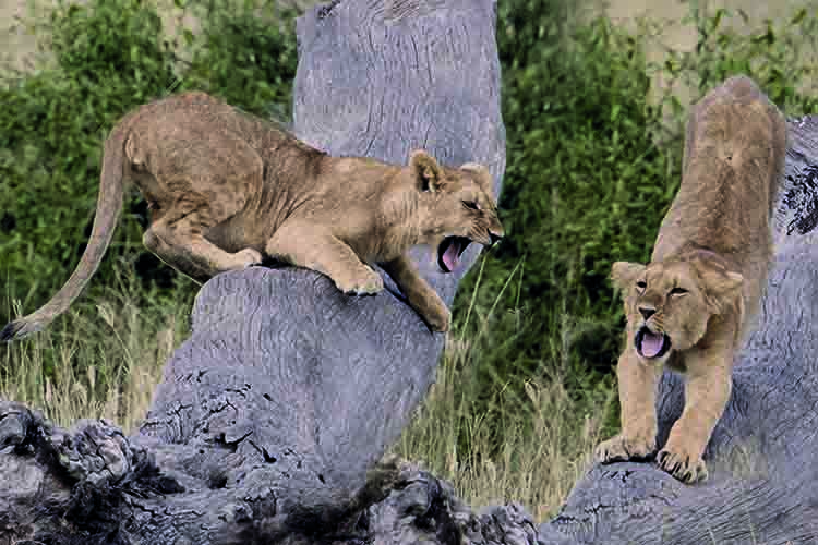 NS图探花城／黄思华非洲纪行：林深难觅阳关道，兽吼风咆任我行