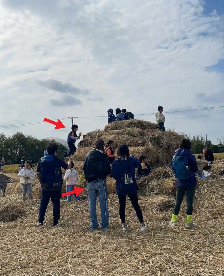 Angelababy带5岁儿子割稻谷 抛偶包田边吃大锅饭