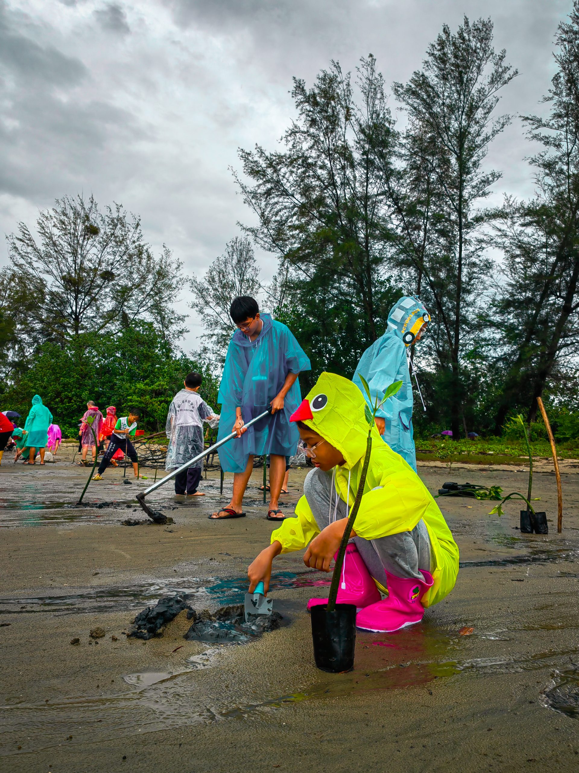 东：百人齐心协力，在米昔拉巴洛海滩，栽种900棵红木，以响应绿化马来西亚计划。