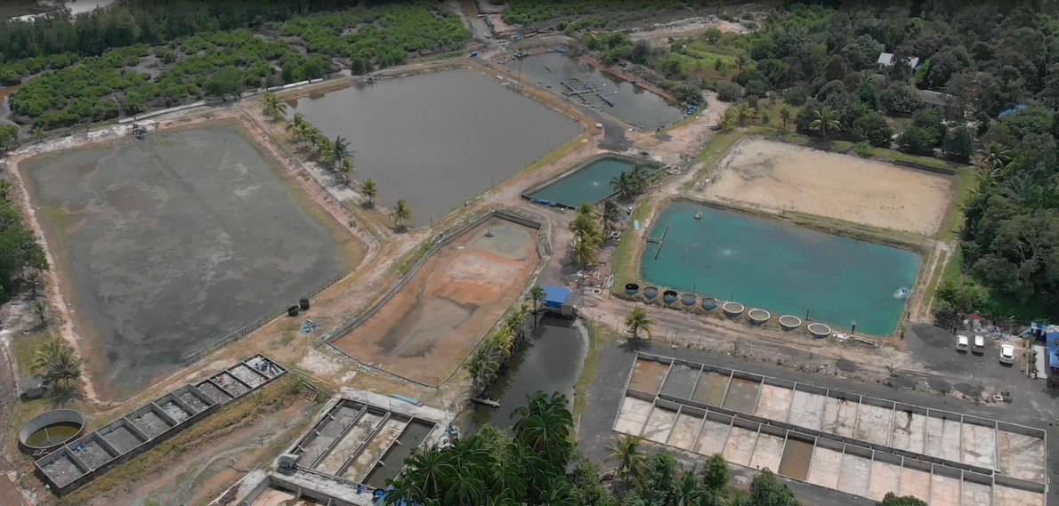 成功企业家人生下半场投入海洋保育工作，野放鱼苗，一年多后收获成果