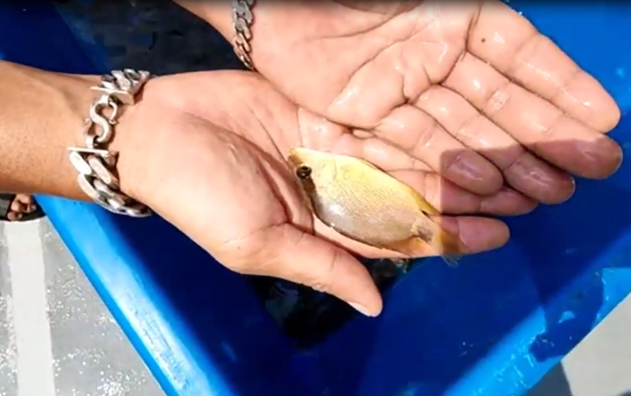 成功企业家人生下半场投入海洋保育工作，野放鱼苗，一年多后收获成果