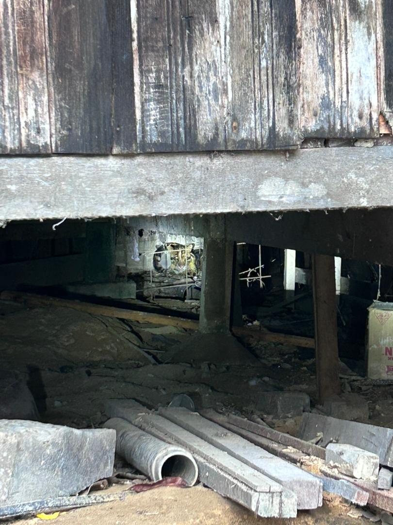 全:立卑甘榜出现云豹