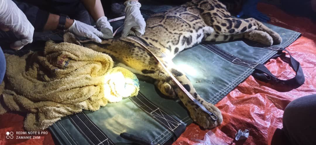 全:立卑甘榜出现云豹