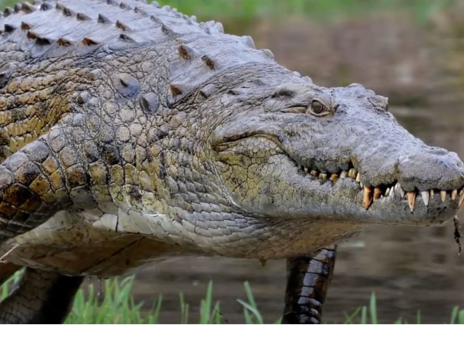 吃了300人！6公尺神秘食人鳄躲34年没人抓得到