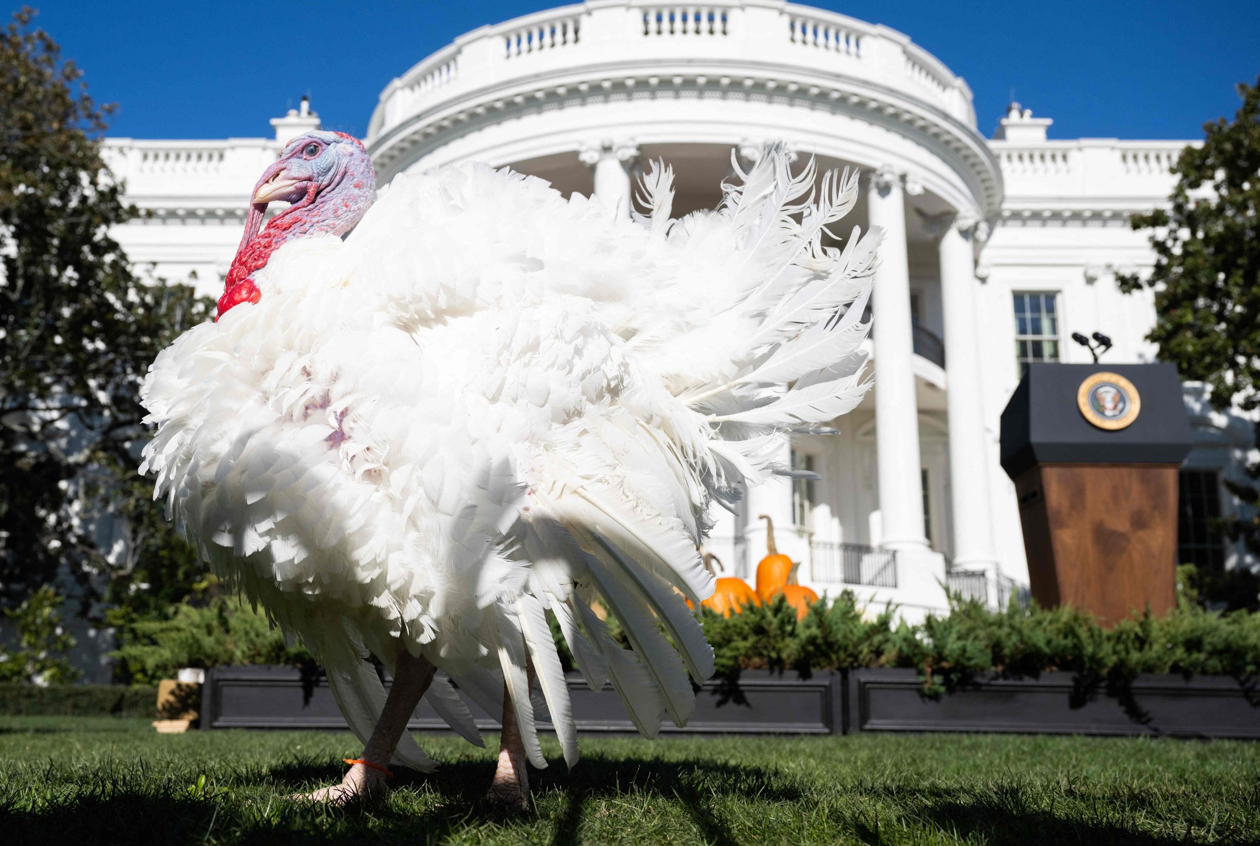 拜登按传统赦免感恩节火鸡 开起选举玩笑暗讽特朗普