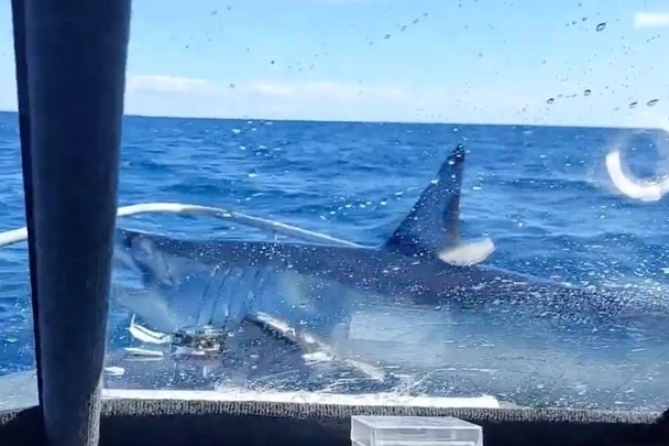 拼盘/3公尺巨鲨跳上小船头 吓坏全船垂钓客