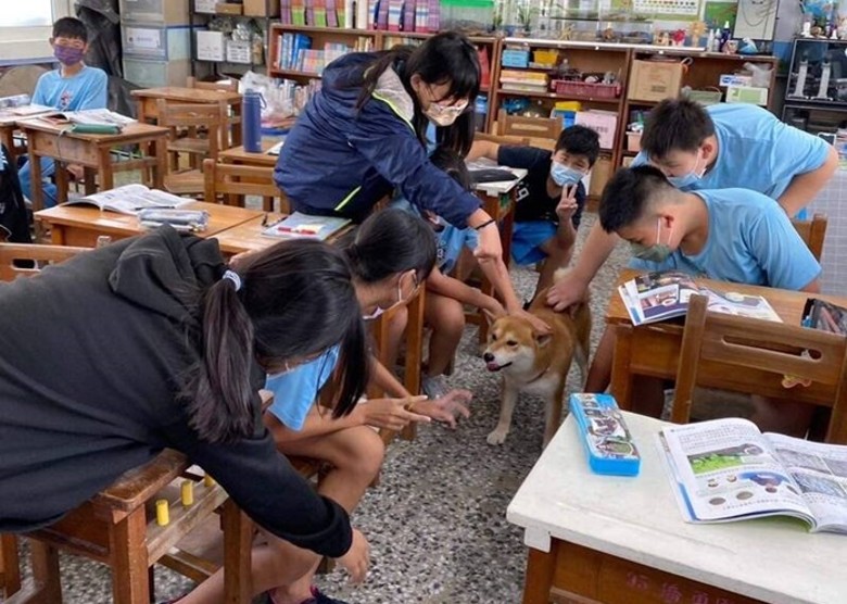 拼盘／失踪柴犬闯学校听课　狗主哭笑不得