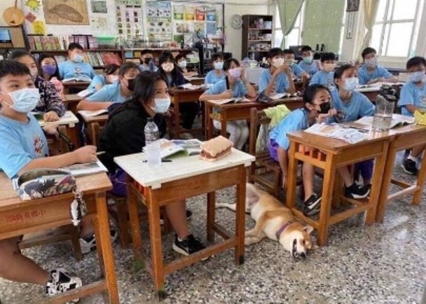 拼盘／失踪柴犬闯学校听课　狗主哭笑不得