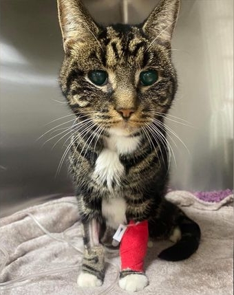 拼盘／残疾猫拖腿街道爬行　主人冷血回“我不需要它了”封锁收容所电话